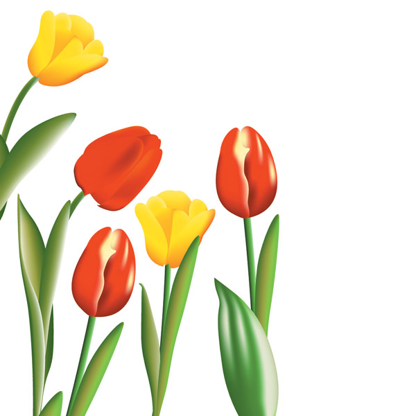 free vector Tulip vector