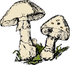 free vector Two Mushrooms clip art