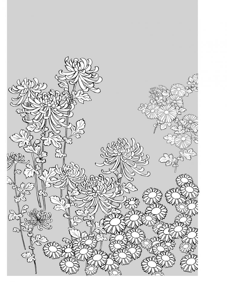 free vector Vector line drawing of flowers-27(Wild chrysanthemum)