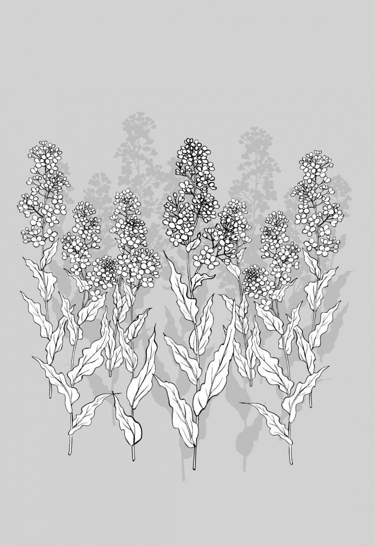 Download line drawing of flowers-35(Cauliflower, clouds) (93555) Free EPS Download / 4 Vector