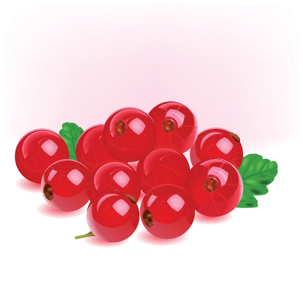 free vector Vector romantic berries