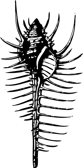 free vector Venus Comb clip art