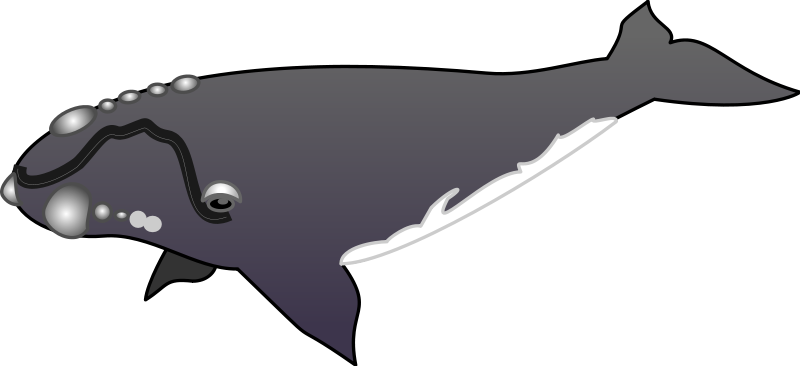 free vector Whale