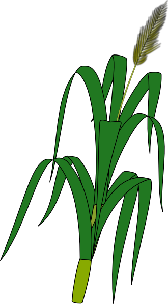 free vector Wheat Plant Food clip art
