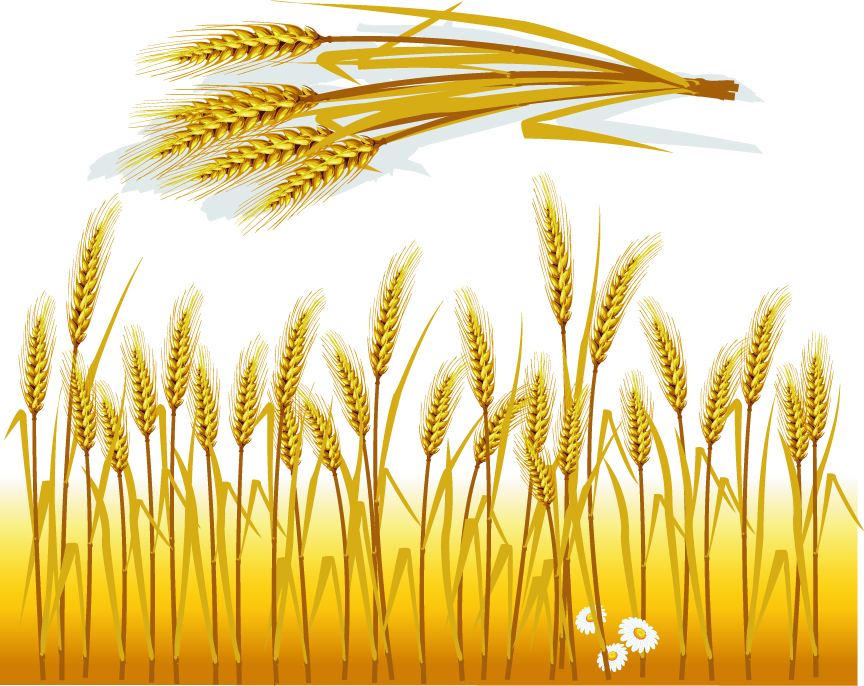 Wheat (4347) Free EPS Download / 4 Vector