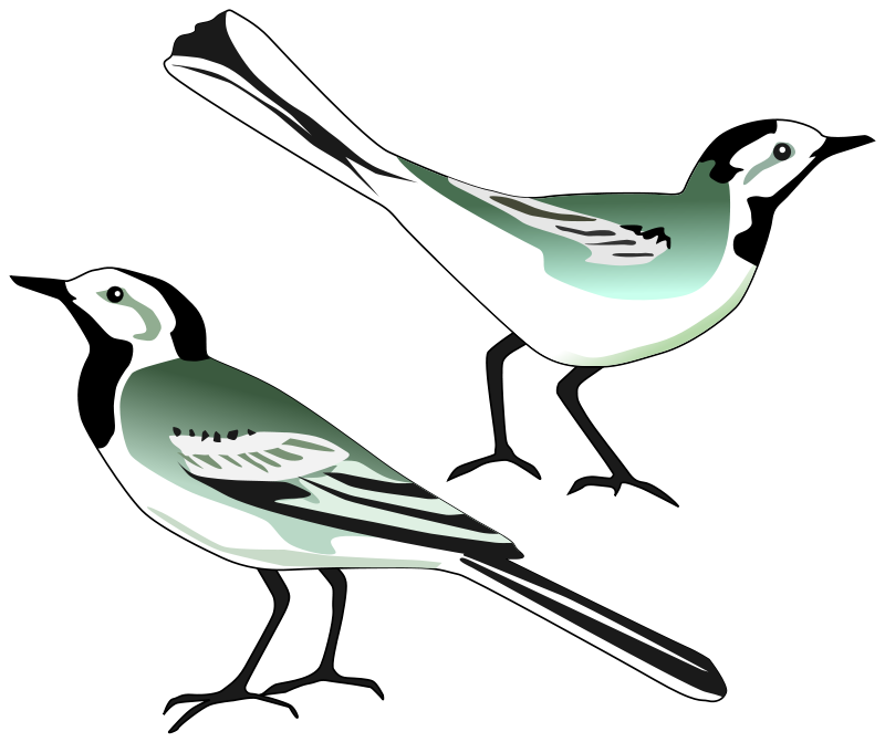 free vector White Wagtail