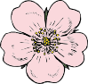free vector Wild Rose clip art