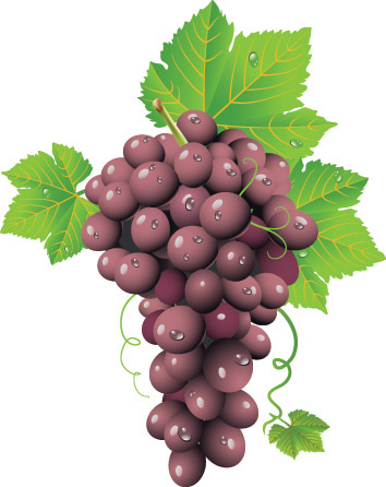free vector Wine grapes vector