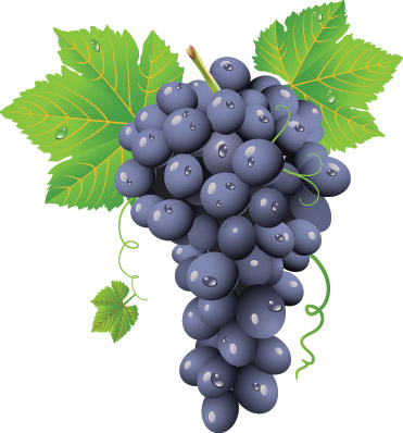 free vector Wine grapes vector