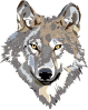 free vector Wolf clip art