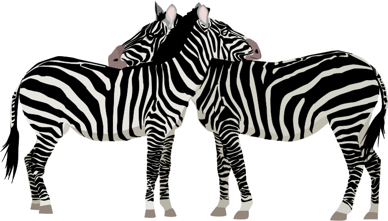 free vector Zebras