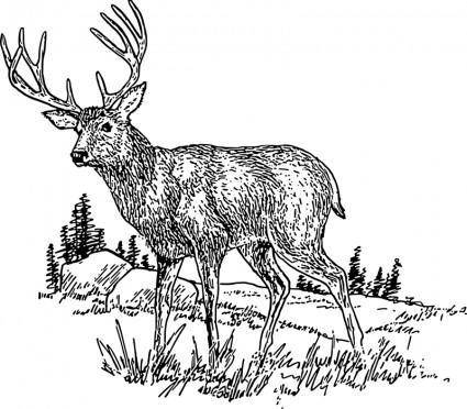Deer 2