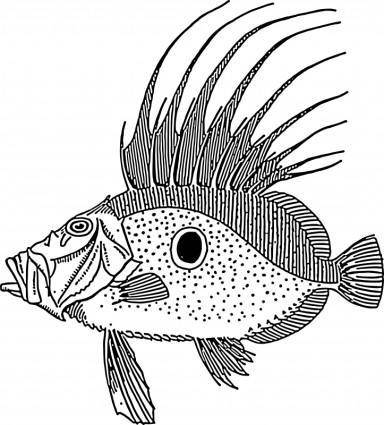 Dory (fish)