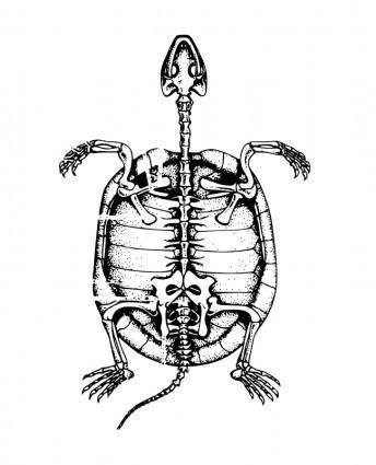 Turtle skeleton