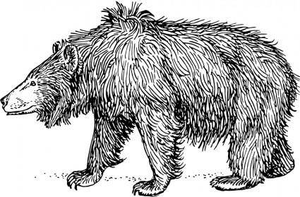 Sloth bear