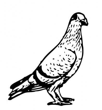 Pigeon 3