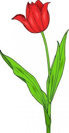 Colored tulip