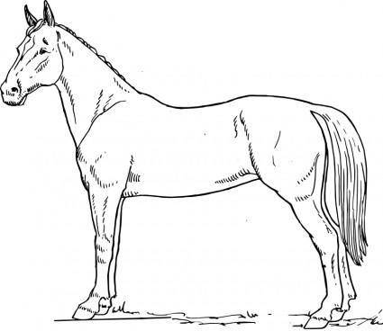 Horse scheme