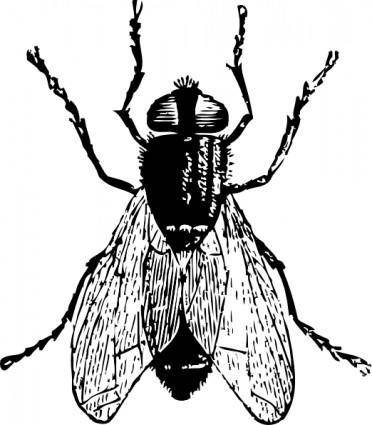 Fly Bug Insect clip art