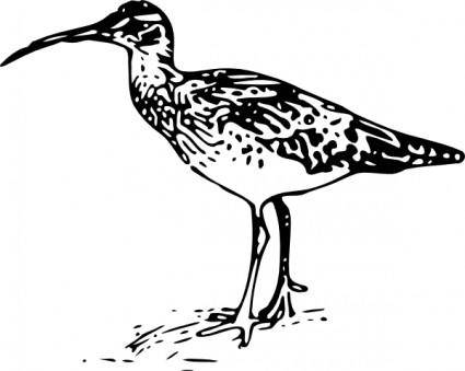 Bristle Thighed Curlew clip art