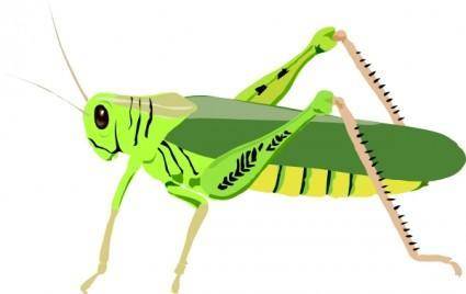 Grasshopper Locust clip art
