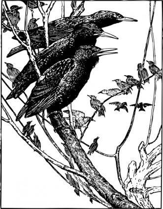 Starlings clip art