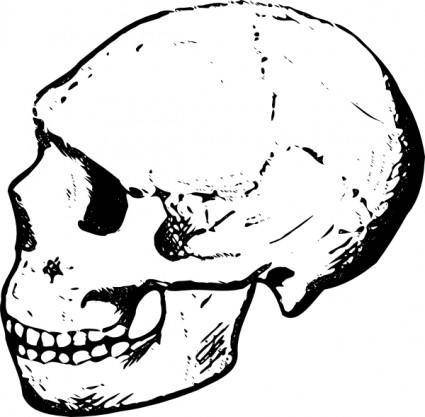 Skull clip art