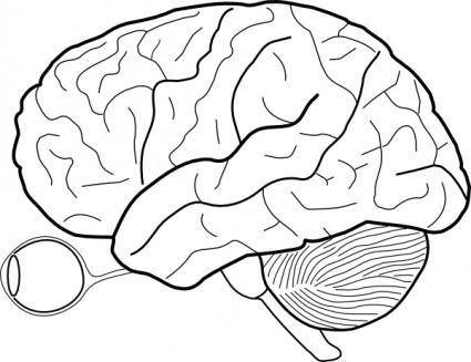 Human Brain Sketch With Eyes And Cerebrellum clip art