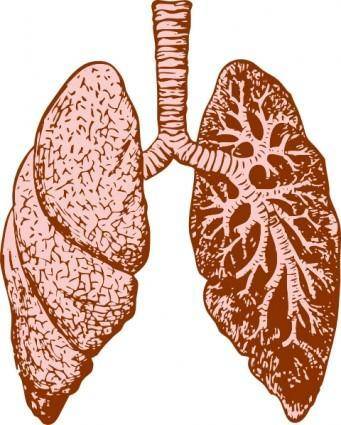 Lungs clip art