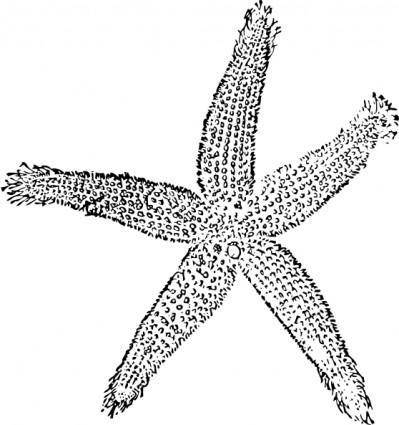Star Fish clip art