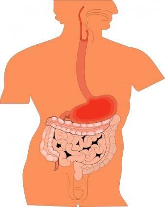 Digestive Organs Medical Diagram clip art