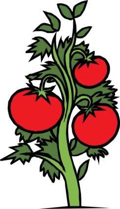 Tomato Plant clip art