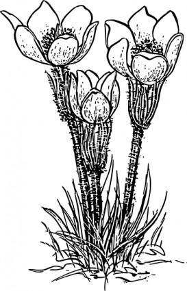 Rose Flower Crocus  clip art