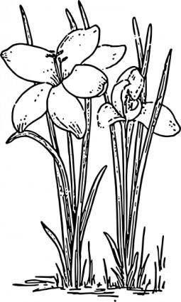 Rose Flower Crocus  clip art