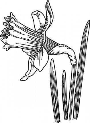 Daffodil clip art