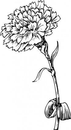 Carnation Flower clip art