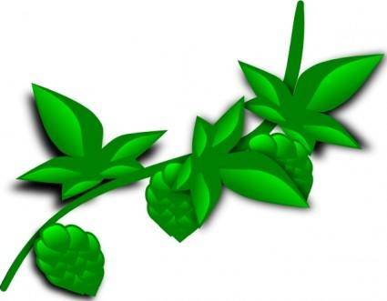 Hops Plant clip art