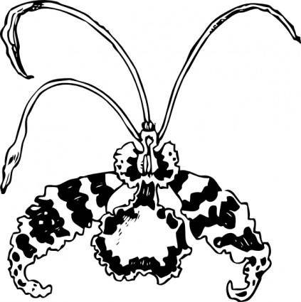 Butterfly Orchid clip art