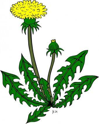 Flower Dandelion clip art