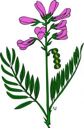 Purple Flower clip art