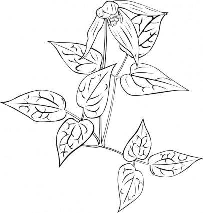Clematis Occidentalis Outline clip art