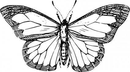 Butterfly clip art