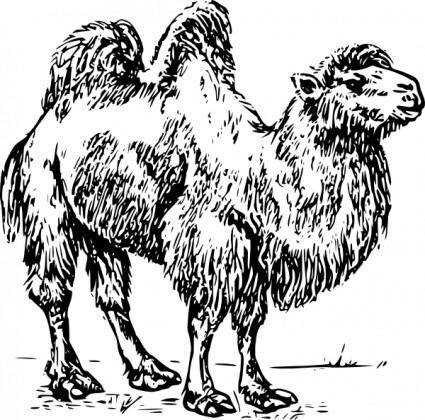 Camel clip art