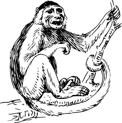 Capuchin Monkey clip art