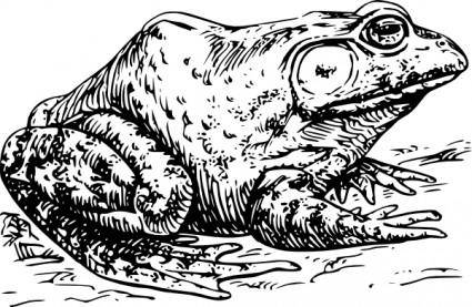 Bullfrog clip art