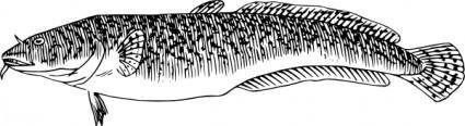 Burbot Fish clip art