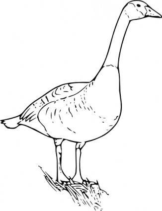 Canada Goose clip art