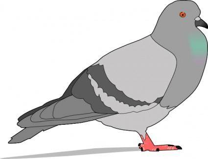 Pigeon  clip art