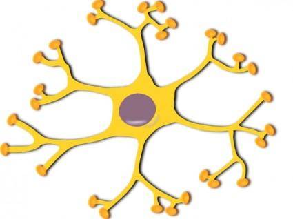 Neuron Interneuron clip art