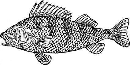 Scaly Fish clip art